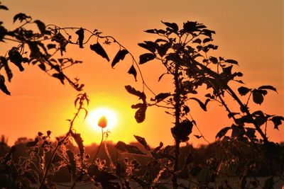 Silhouette plants against sky during sunset