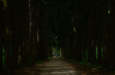 Footpath amidst trees in forest