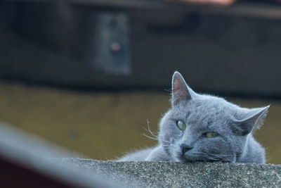 Close-up portrait of cat