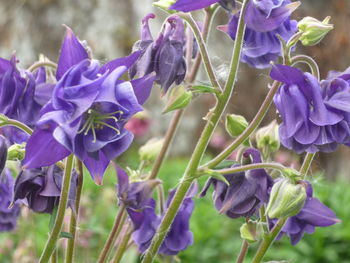 Close-up of purple flowers blooming outdoors