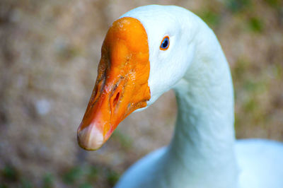 Close-up of goose