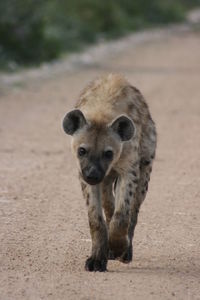 Closeup portrait of a spotted hyena  walking directly toward camera, etosha national park, namibia.