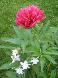 Close-up of pink flower blooming outdoors