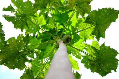 Low angle view of green leaves