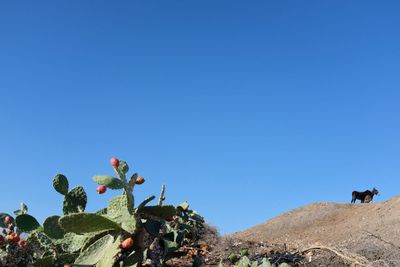 Low angle view of cactus against clear blue sky