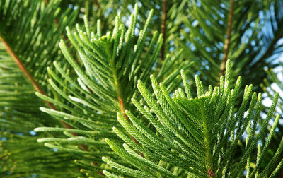 Close-up of green leaves