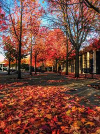 Autumn leaves fallen in park
