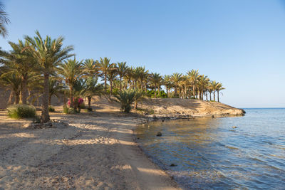 Scenic view of palm trees on beach against clear sky