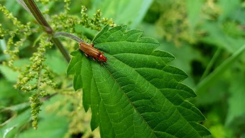 Close-up of insect on plant