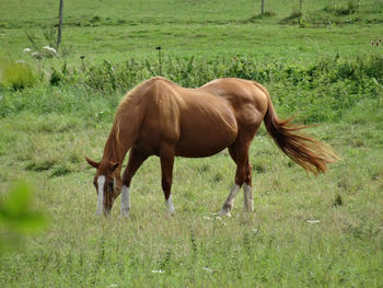 Horse grazing in a field