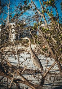 Bird on branch of tree