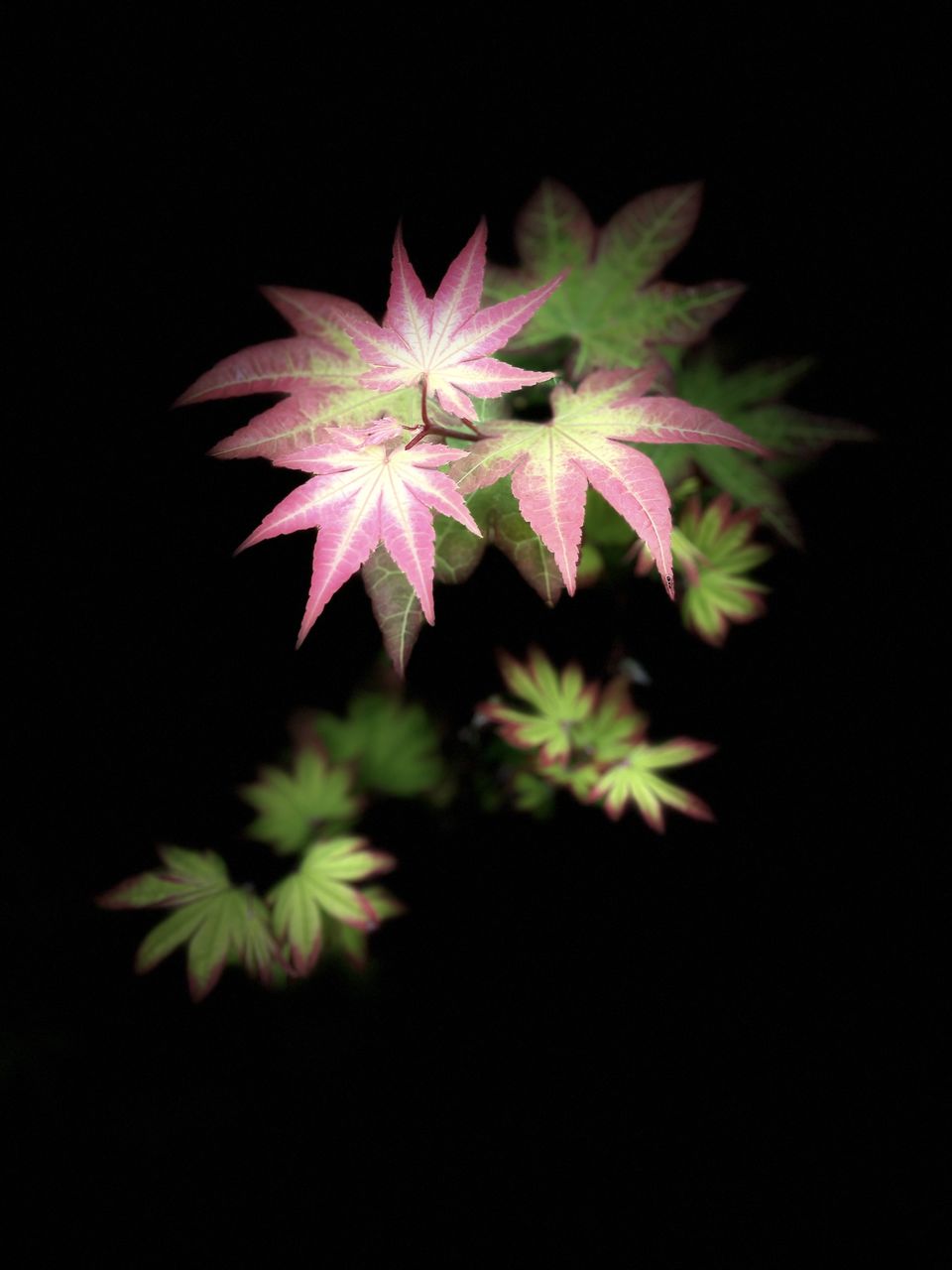 black background, leaf, flower, plant, macro photography, studio shot, nature, night, no people, close-up, beauty in nature, plant part, pink, green, flowering plant, fragility, branch, petal, maple, growth, maple leaf, outdoors, freshness