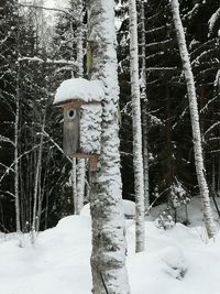 Snow covered trees in forest