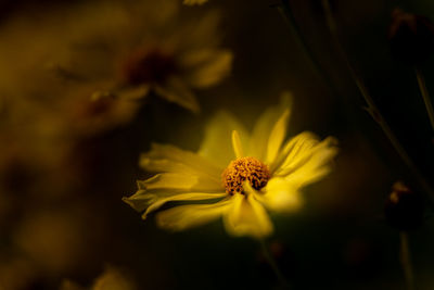 Close-up of yellow flowering plant