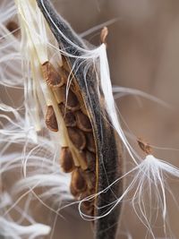 Close-up of plant pod