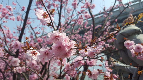 Low angle view of cherry blossom