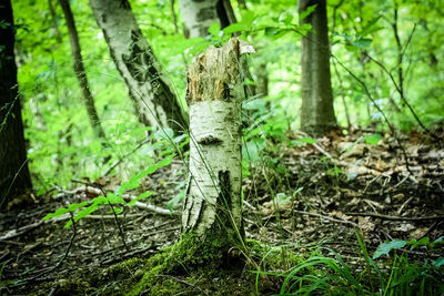 Trees growing in forest