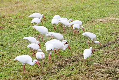 High angle view of white birds on field