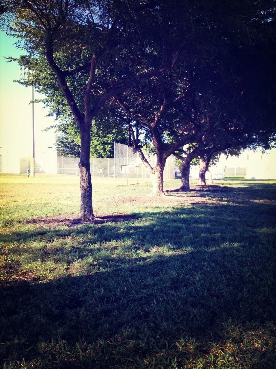 tree, grass, tranquility, growth, park - man made space, field, nature, branch, tree trunk, tranquil scene, autumn, beauty in nature, landscape, park, footpath, day, road, shadow, scenics, bare tree