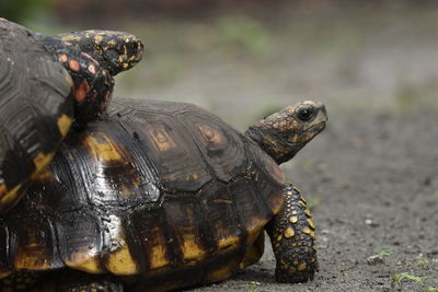 Close-up of a turtle