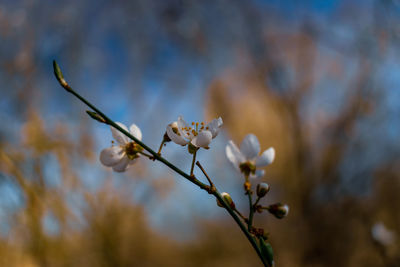 Close-up of cherry blossoms in spring