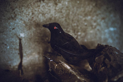 Close-up of black bird