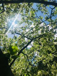 Low angle view of flowering tree against sky