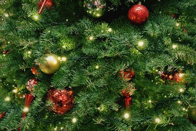 Close-up of christmas tree