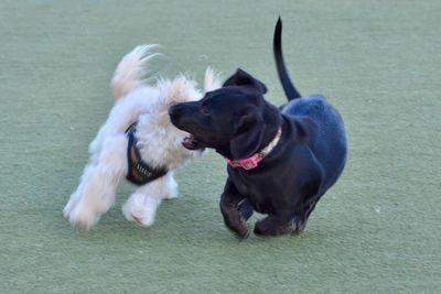 Dogs on grass