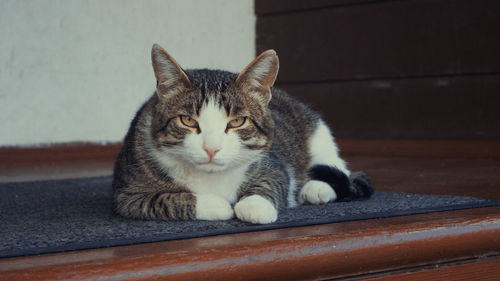 Close-up portrait of cat resting on floor