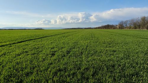 Scenic view of field against sky