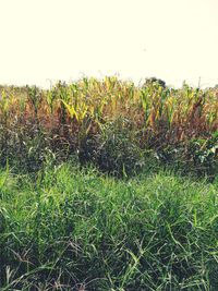 Plants growing on field against clear sky