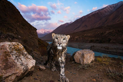 Portrait of a tiger