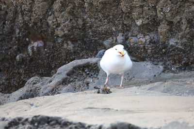 Seagull perching on rock