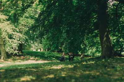 People walking on road amidst trees in forest