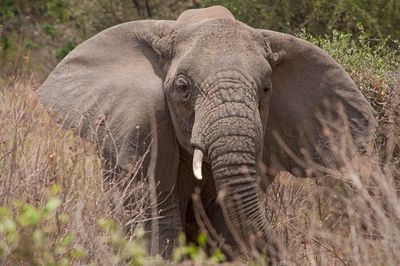 Portrait of elephant