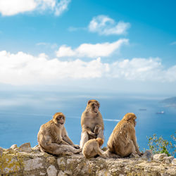 Monkey sitting on rock by sea against sky