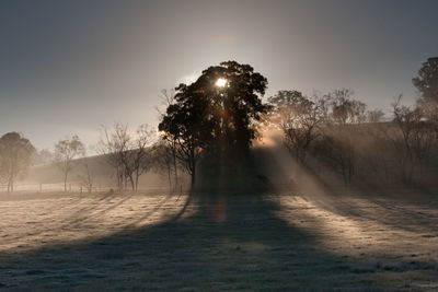 Trees on field against sky during winter