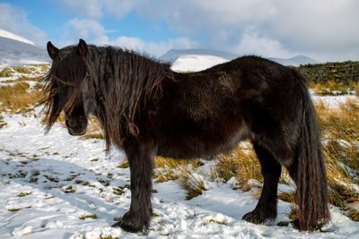 Horse on snow covered field