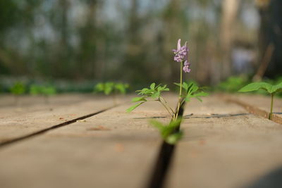 Close-up of flowering plant on land