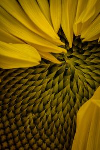 Close-up of yellow flower