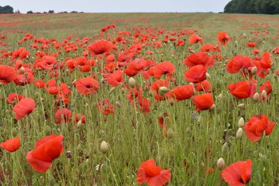 Close-up of red poppy flowers growing on field