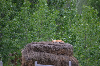 View of bird in nest