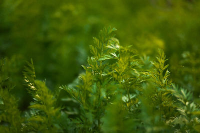 Close-up of fresh green plant in field