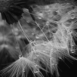 Close-up of dandelion flower