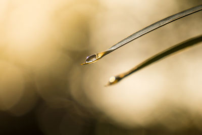 Close-up of water drops on plant against blurred background