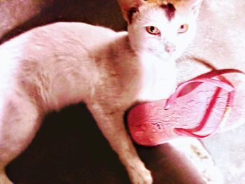 Close-up portrait of cat with pink kitten