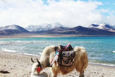 Yak standing on lakeshore against sky at ladakh region