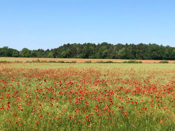 Scenic view of flowering field against clear sky