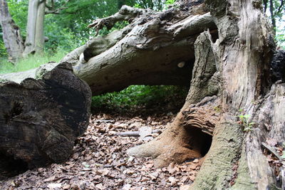 Tree trunk on stream